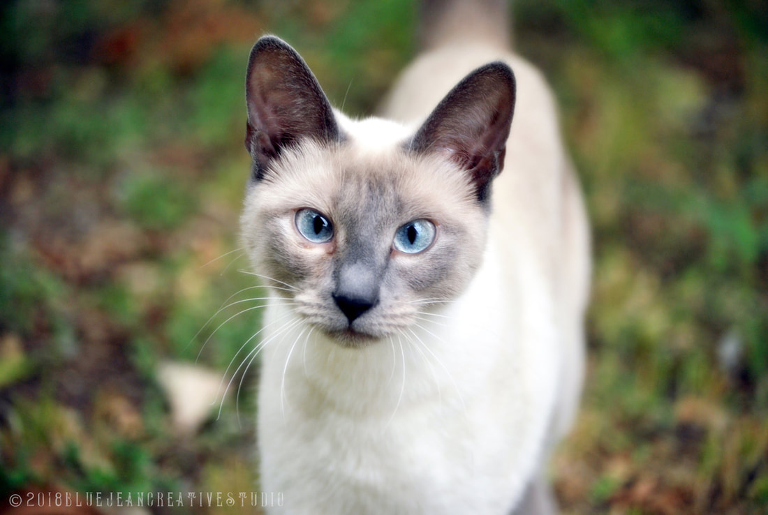 Blue eyed beautiful white Siamese cat