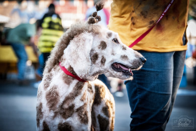 Dog in costume as a giraffe